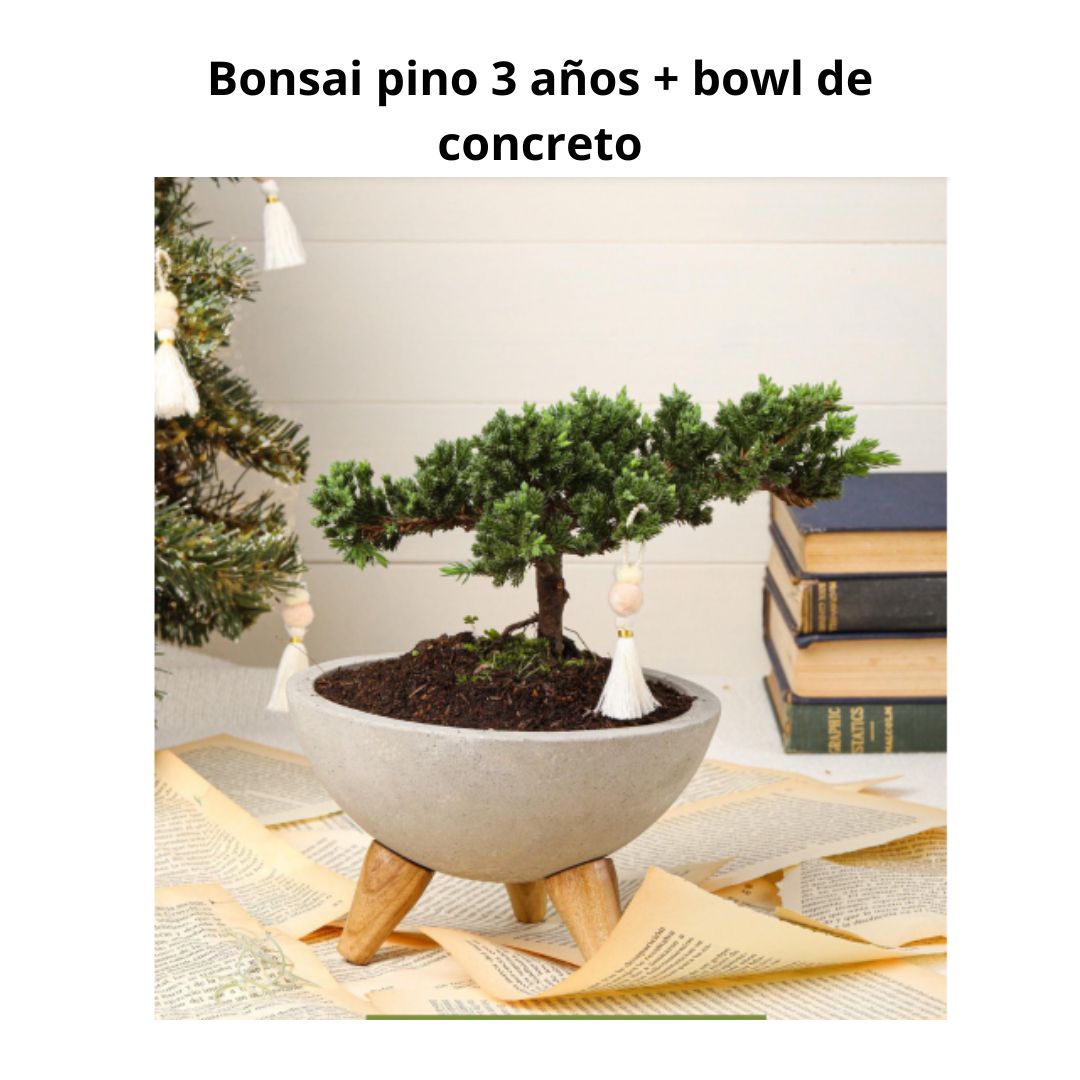 Bomsai Pino 3 Años + Bowl de Concreto