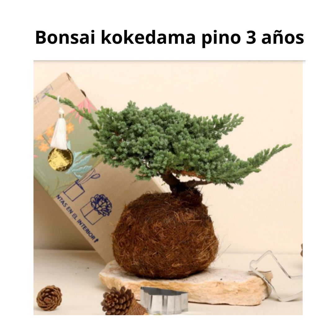 Bonsai KoKedama Pino 3 Años