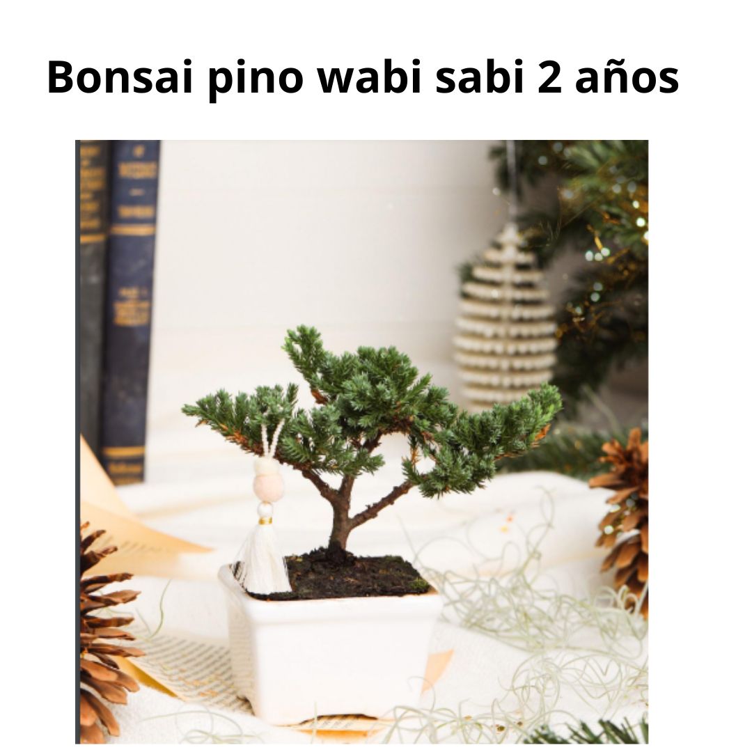 Bonsai Pino Wabi Sabi 2 años