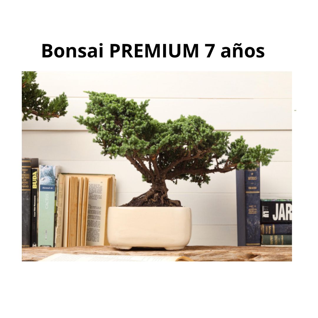 Bonsai Premium 7 Años