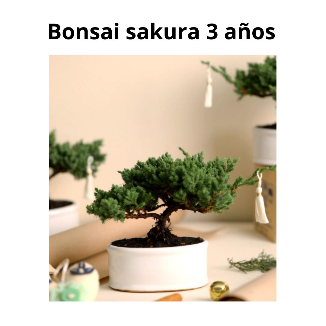 Bonsai Sakura 3 Años