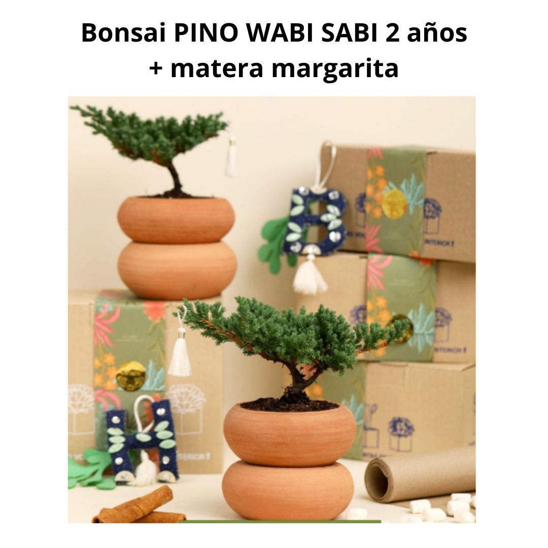 Bonsai pino Wabi Sabi 2 Años + Matera Margarita