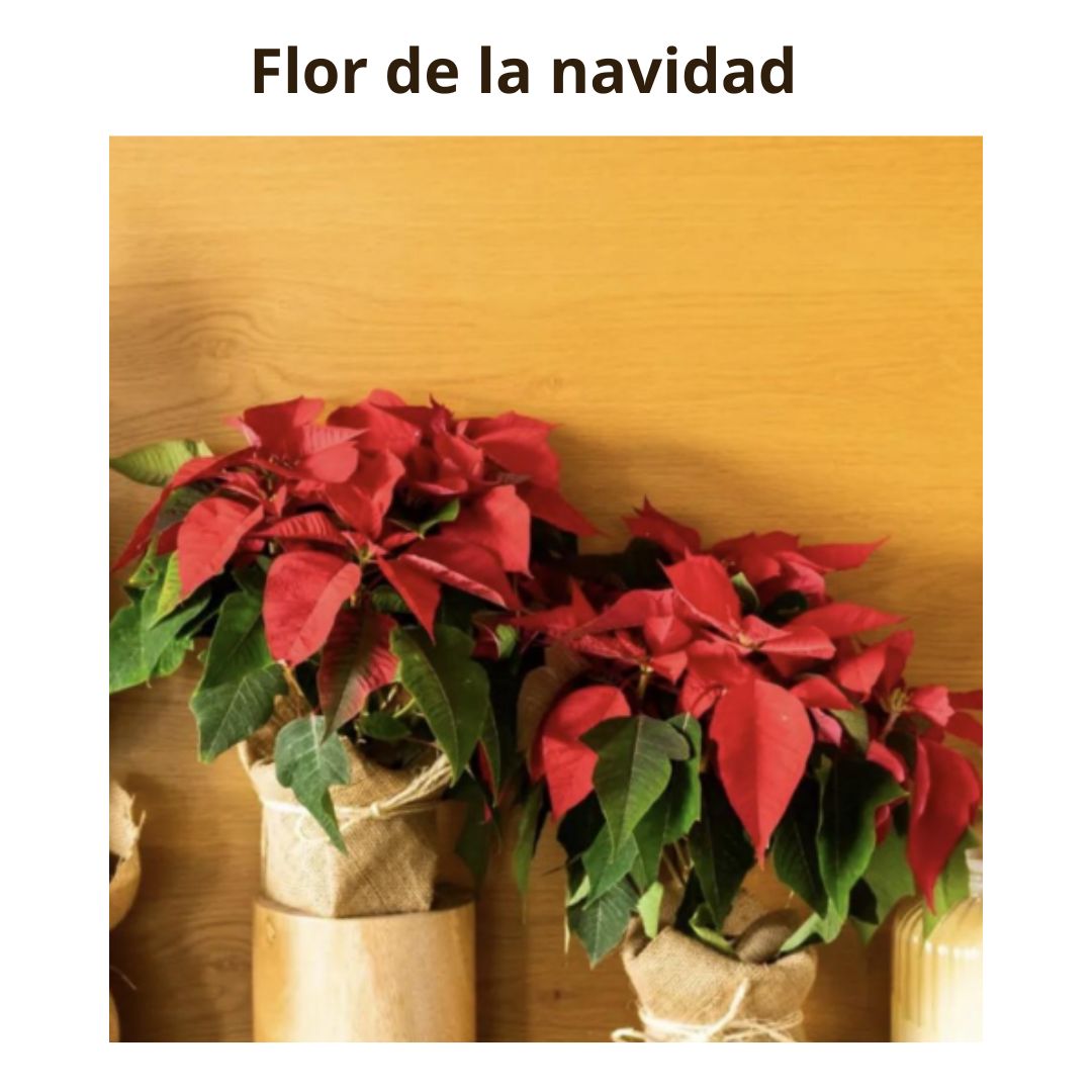 Flor de la Navidad