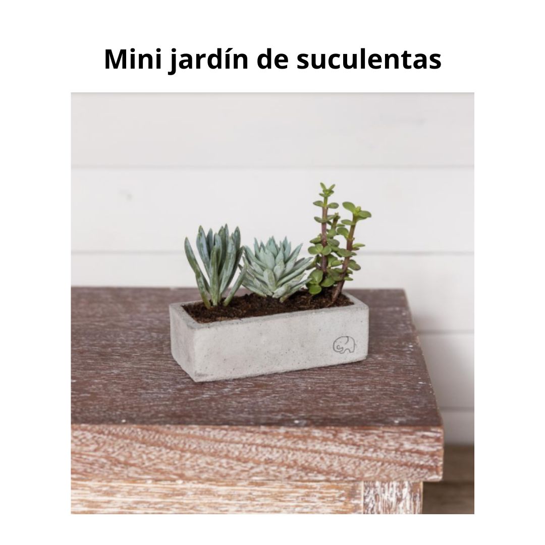 Mini Jardin de Suculentas