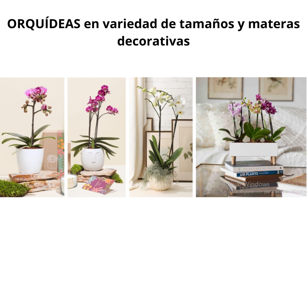 Orquideas en Variedad de Tamaños y Materas Decorativas