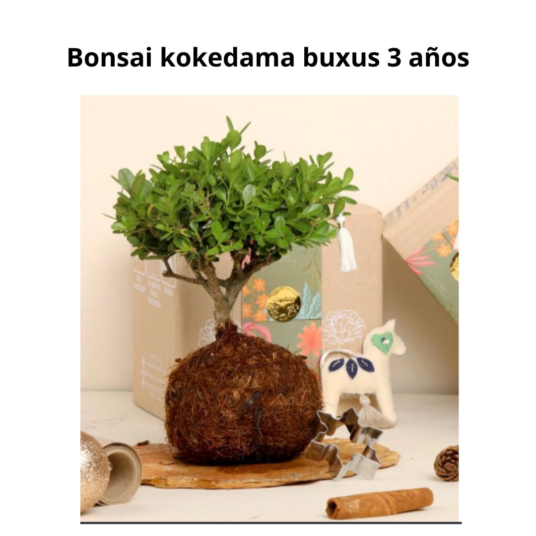 bonsai Kokedama Buxus 3 Años